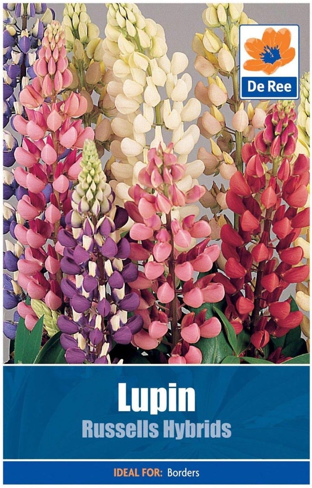 CROSO SEEDS PACAKGE ONLY NOT PLANTS: De Ree Lupin Russells Hybrid - Flower Seeds