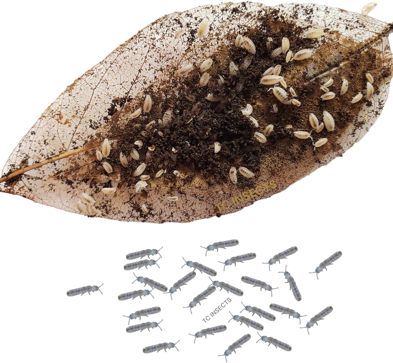 25ct Dwarf White & 8oz Springtails Isopods Live Bioactive Clean Up Crew Bundle Reptile Amphibian Food Bundle