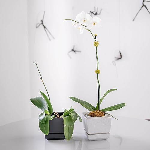 Miniatura 6 de Cubiark Maceta cuadrada de 6 pulgadas, con bandeja de platillo y drenaje, moderna maceta de plástico, acabado texturizado para exteriores e