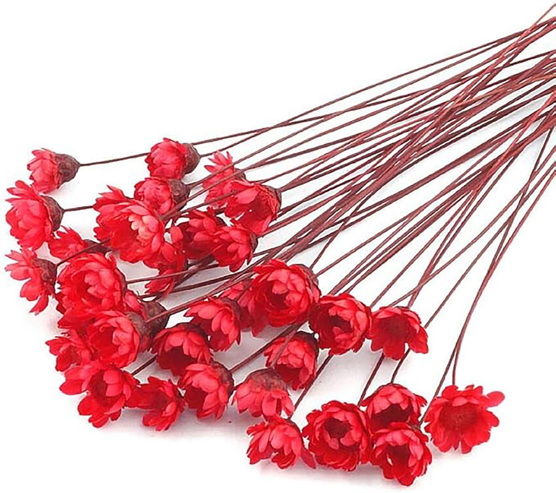 Fleurs séchées naturelles d'exception, petites marguerites étoile lot 100 pièces Red02