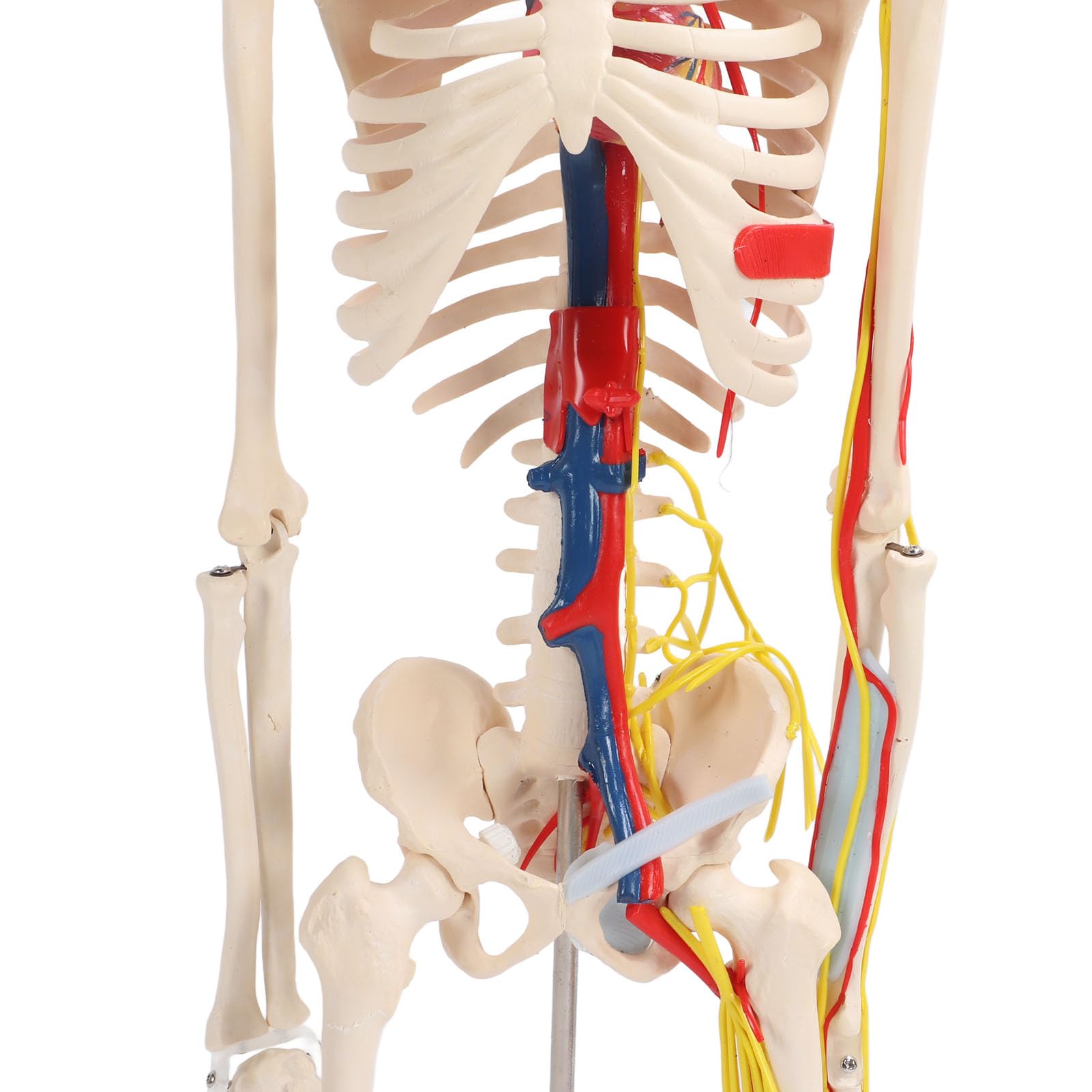 para Estudio anatómico y Manualidades - Modelo de Esqueleto Humano de 85 cm - Modelo esquelético de PVC con Brazos y piernas Desmontables, mandíbula y Capucha extraíbles - Incluye