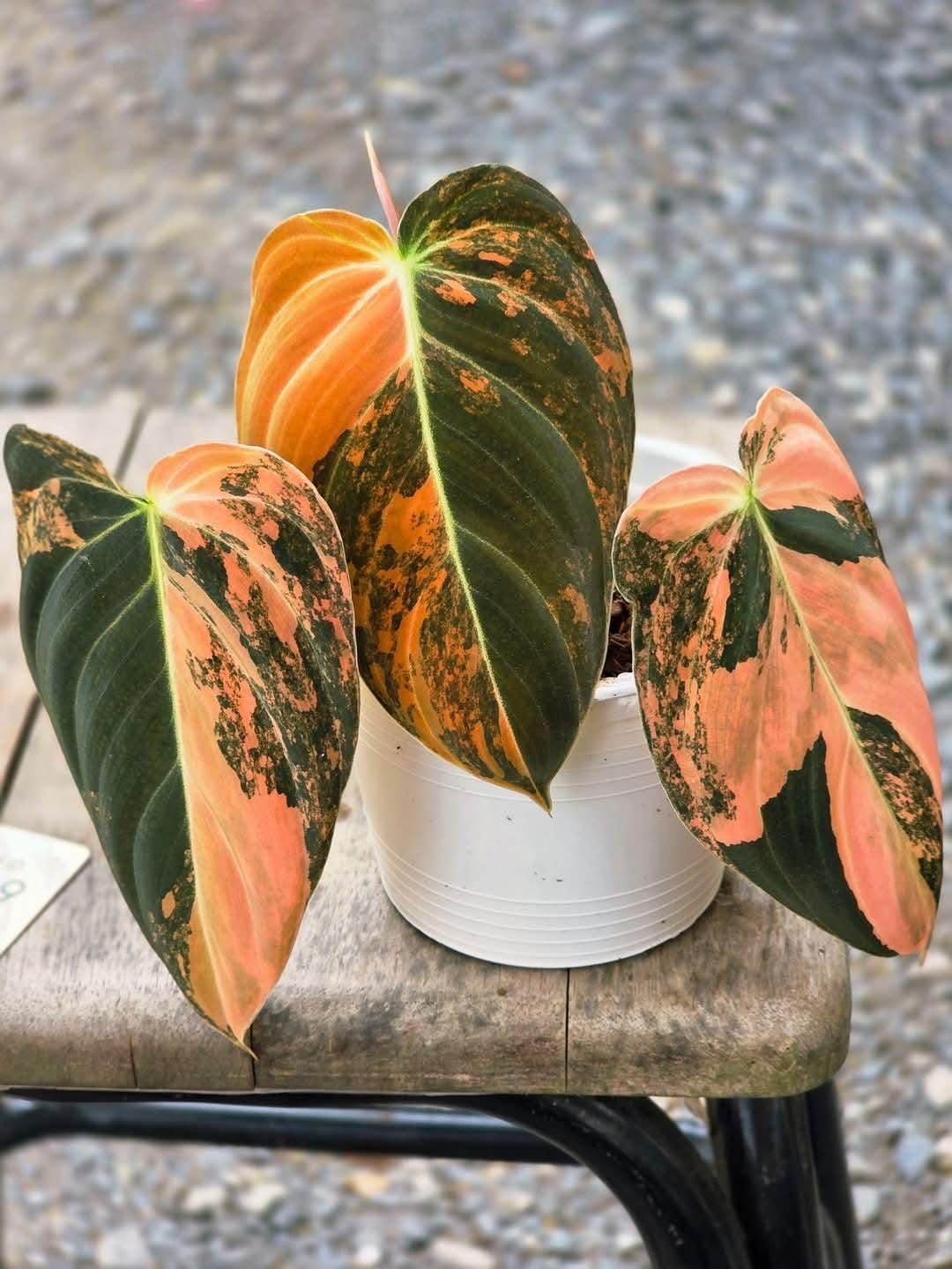 SVG® Imported Philodendron Plants Bulbs for Home and Gardening Pack of 5 Bulbs (ORANGE GREEN)-image-41
