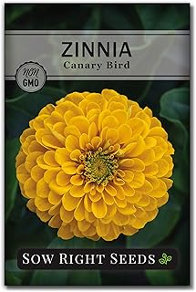 Sow Right Seeds Canary Bird Zinnia Seeds - Full Instructions for Planting, Beautiful to Plant in Your Flower Garden; Non-G...