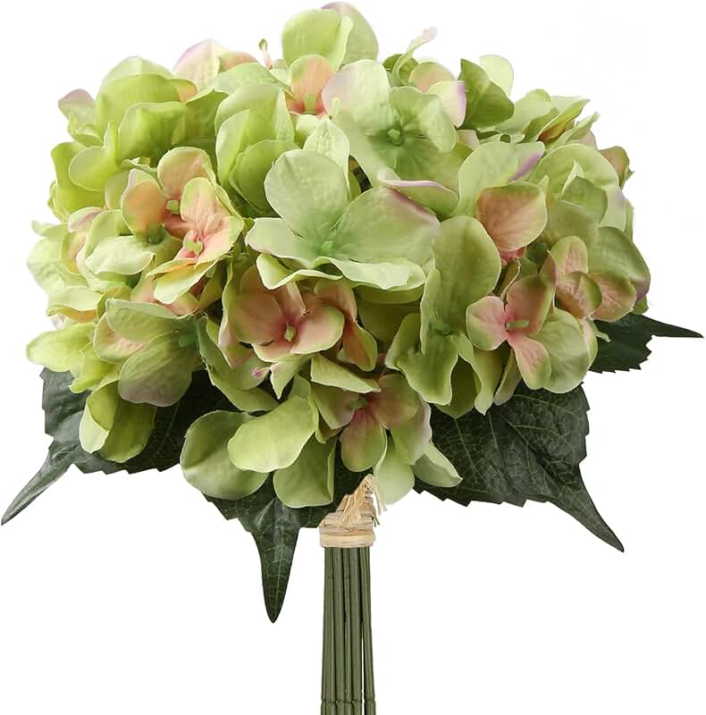 green hydrangea