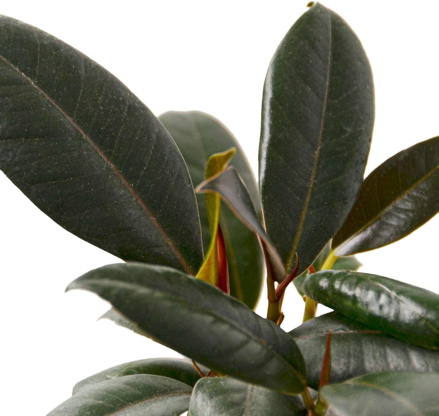 Ficus Elastica Burgundy Live Plant for Indoor | Different Houseplants in 4'' & 6'' Pot | Real House Plant for Living Room, Office, Desk & Bathroom | Tree Fig