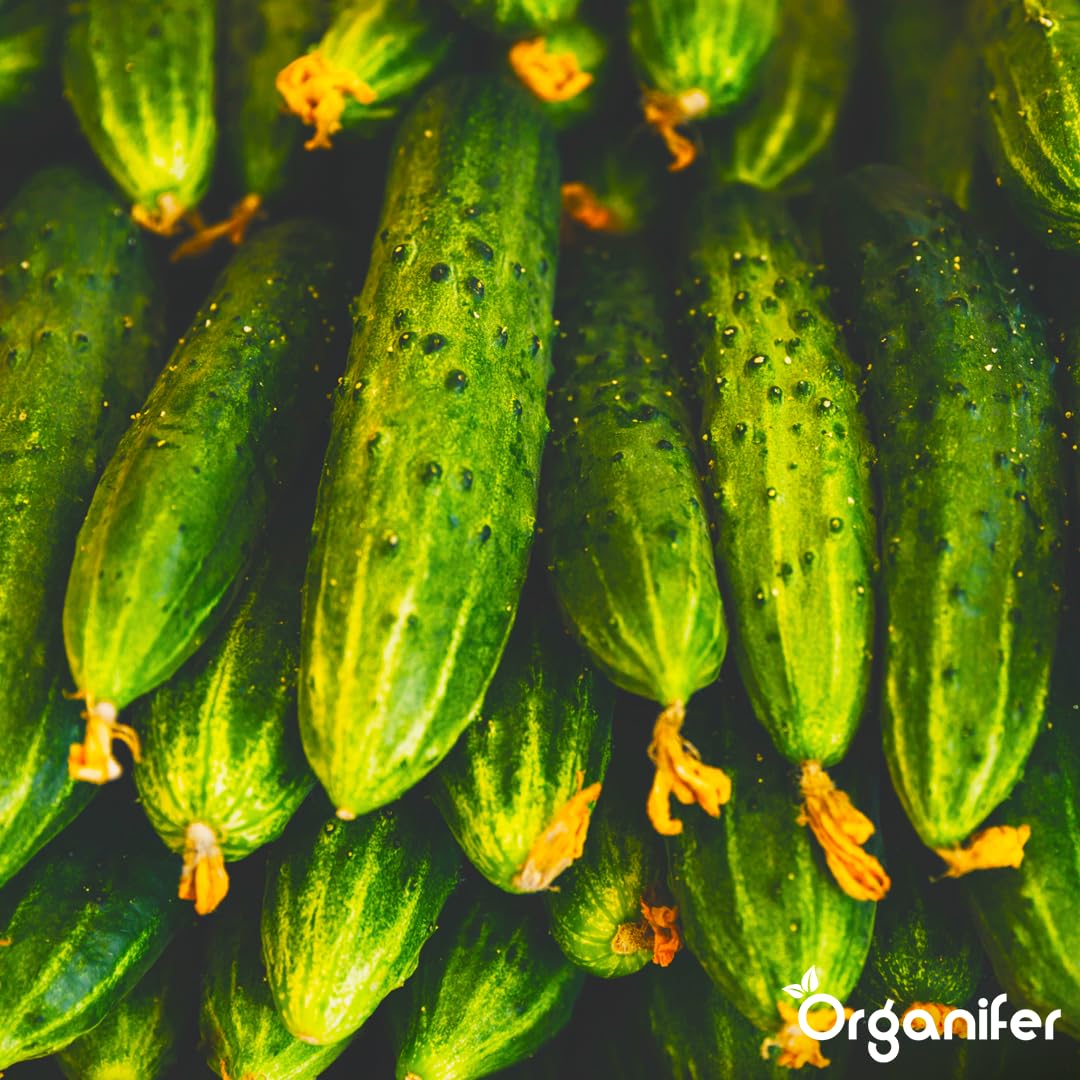 Engrais liquide organique 1L pour concombre – croissance saine et récolte abondante – Organifer