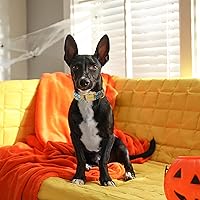 Vista 202 de Unique Style Paws - Collar rosa con hebilla de metal, duradero y lindo para perros pequeños a grandes