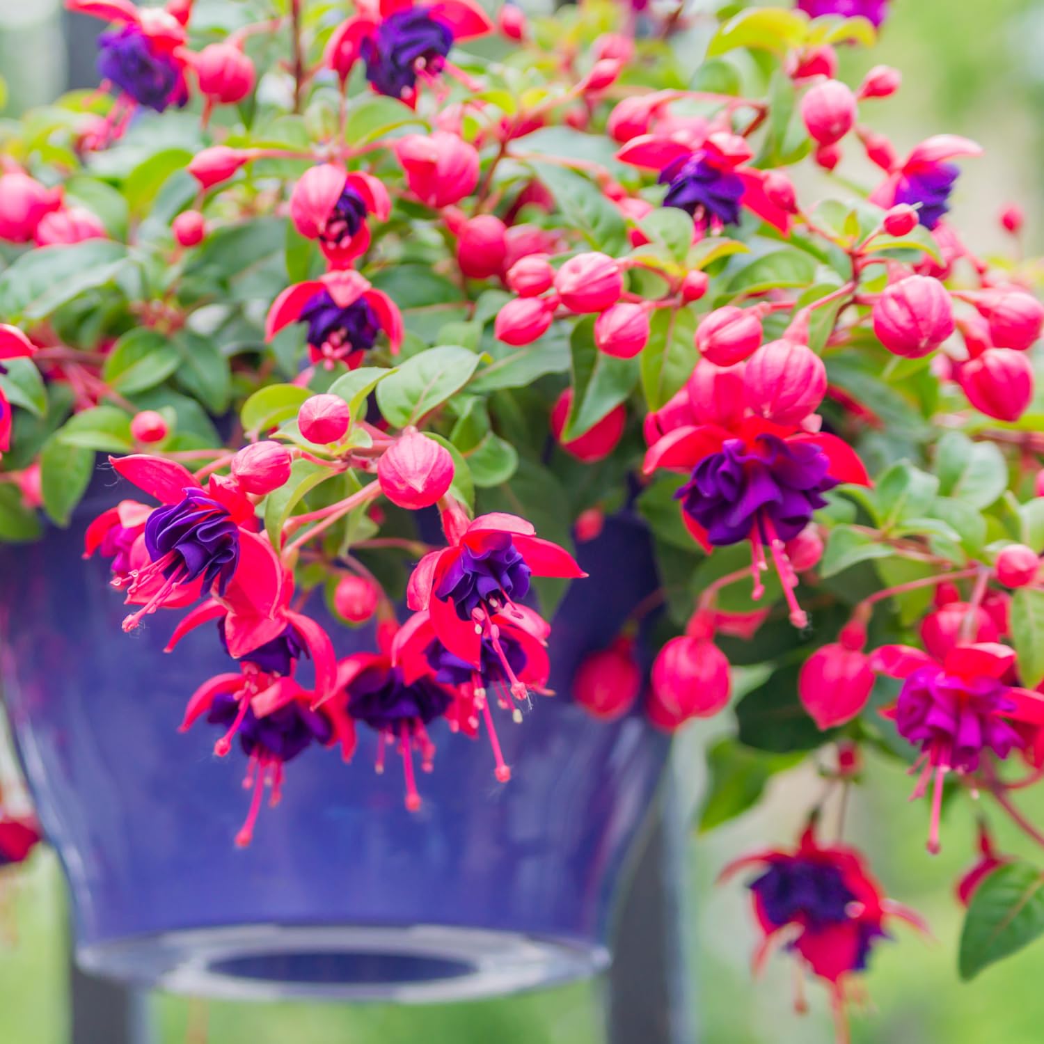 Amazon.com : Fuchsia Plants Live, Purple Pink Fuchsia Live Plants, 4 Plants  from 3 Inc Tall, Fuchsia Plant, No Potted, Well Rooted : Patio, Lawn &  Garden