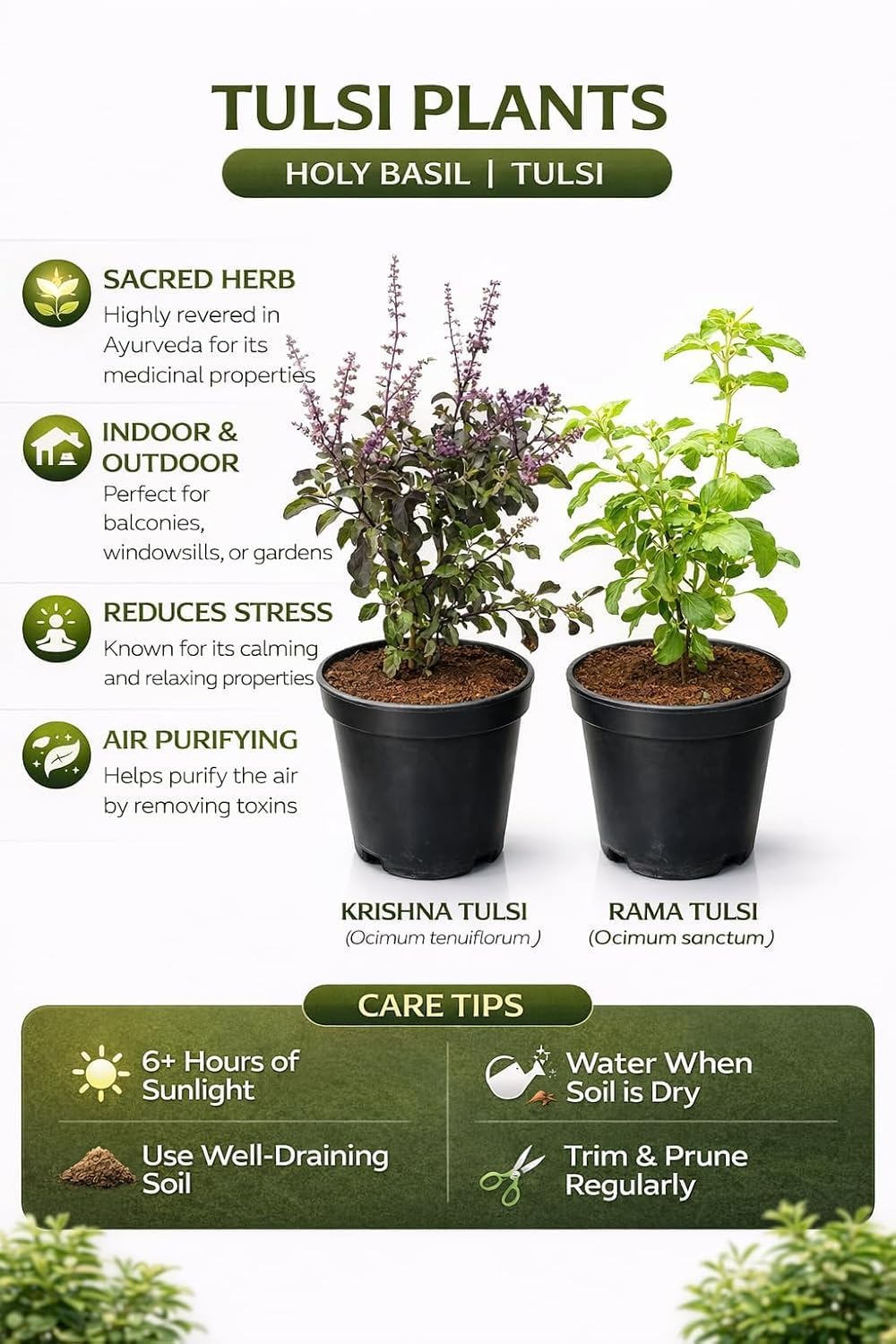 Rama & Shyama Tulsi Live Plants - 2 Pack Combo -3 Rama & Shyama Tulsi Live Plants - 2 Pack Combo -3