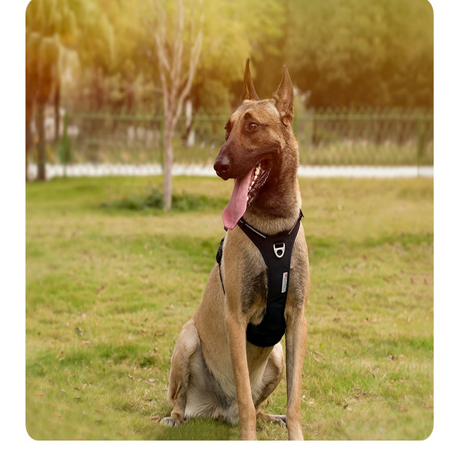 WINHYEPET Harnais pour Chien sans Traction, Gilet d'extérieur Ajustable, Harnais réfléchissant en Nylon Souple pour Chien, adapté aux Petites, Moyennes et Grandes Races TLH5654 | Harnais-gilet pour chien Truelove en nylon réfléchissant, avec poignée soupl