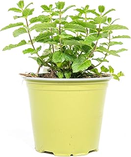 mgc24 Mentha Arvensis Plantes de mojitominze véritables herbes fraîches dans un pot de 14 cm Hauteur env. 10 cm