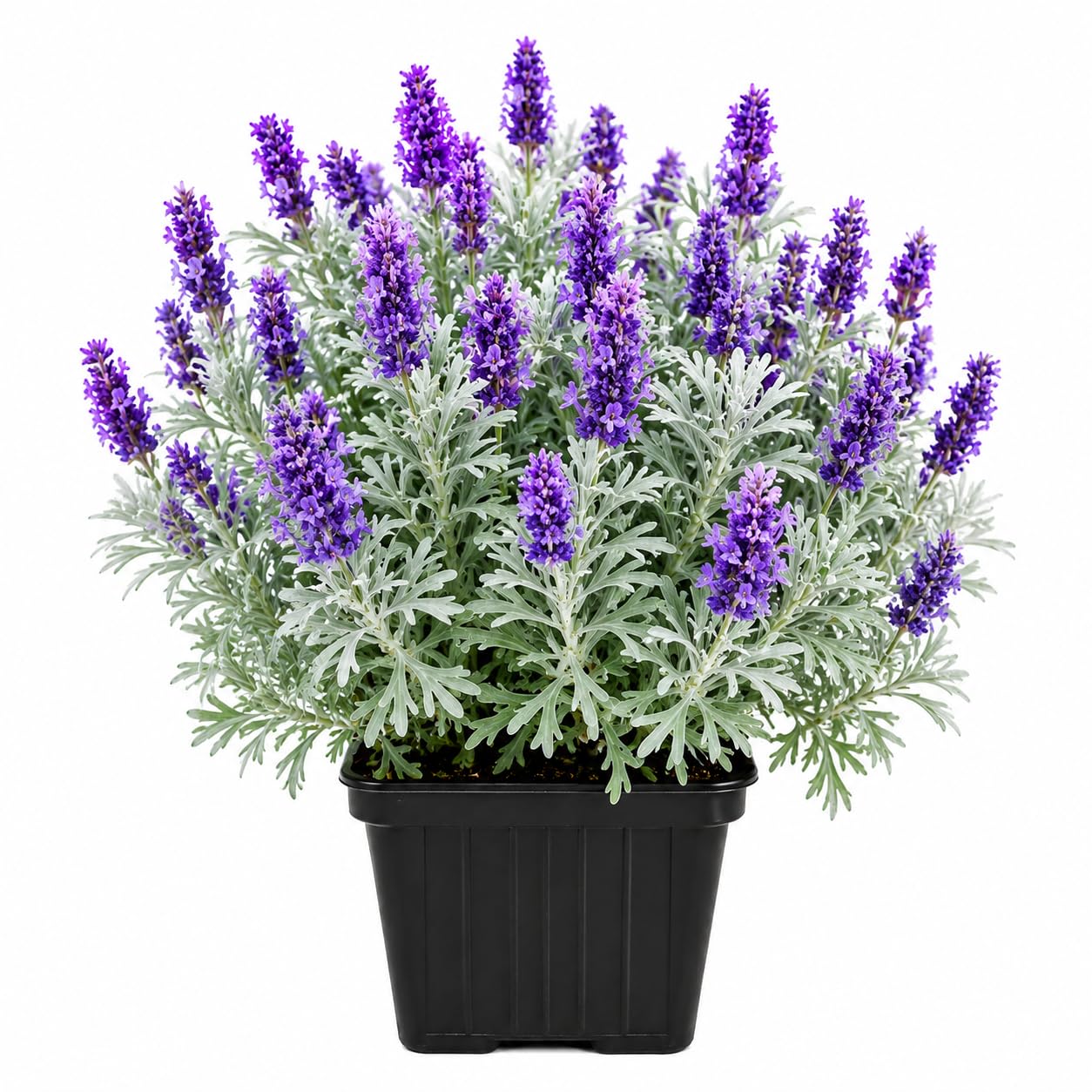 LAVENDER LIVE PLANT ALL SEASON PURPLE LAVENDER LIVE FLOWER PLANT FOR HOME GARDEN INDOOR/OUTDOOR PLANT WITH PLASTIC POT. (PACK OF 1)-image-30