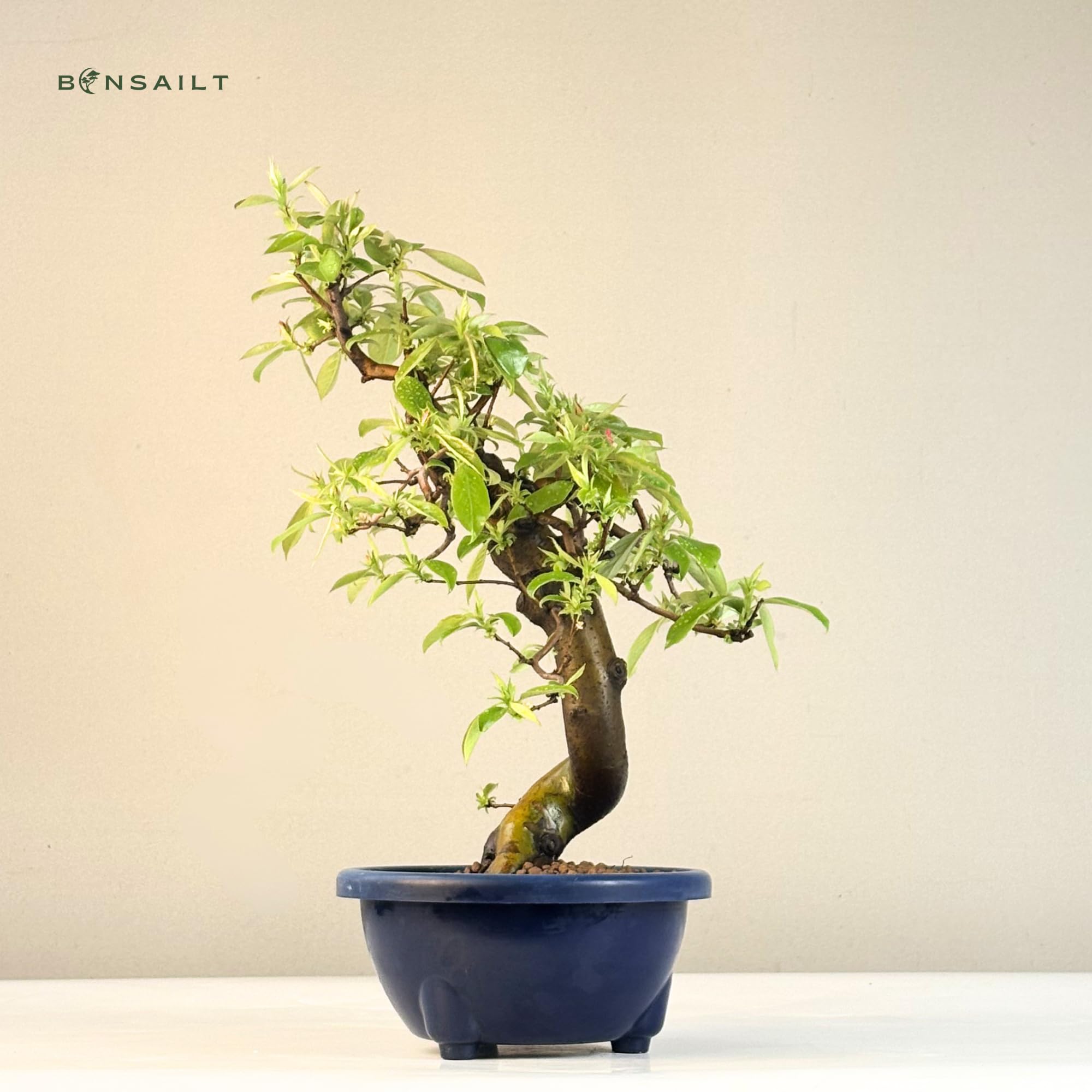 Chinesische Quitte Bonsai – Pseudocydonia sinensis – Outdoor Bonsai Baum – Blühender & Fruchttragender Bonsai – Premium Qualität