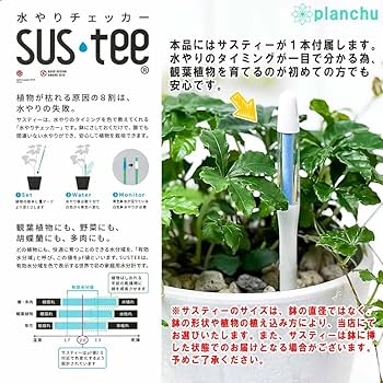 ソテツ　　クローバーページ ソテツ クローバーページ L10 観葉植物 ソテツ 蘇鉄錦 極上