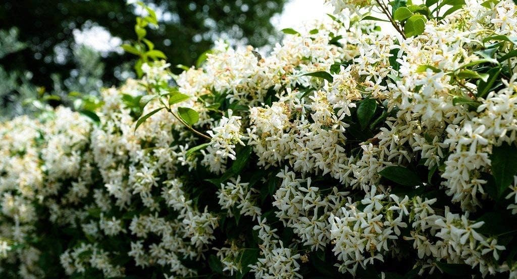 Planter Society Jasmine Mogra Fragrant Climber Plant