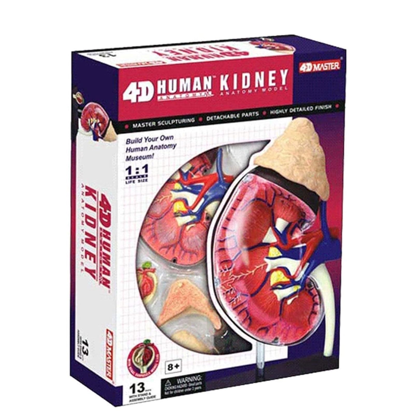 Modelo de anatomía de riñón Humano, Modelo anatómico de tamaño Natural, órganos y Partes del Cuerpo Desmontables, Modelo de enseñanza médica for educación médica.