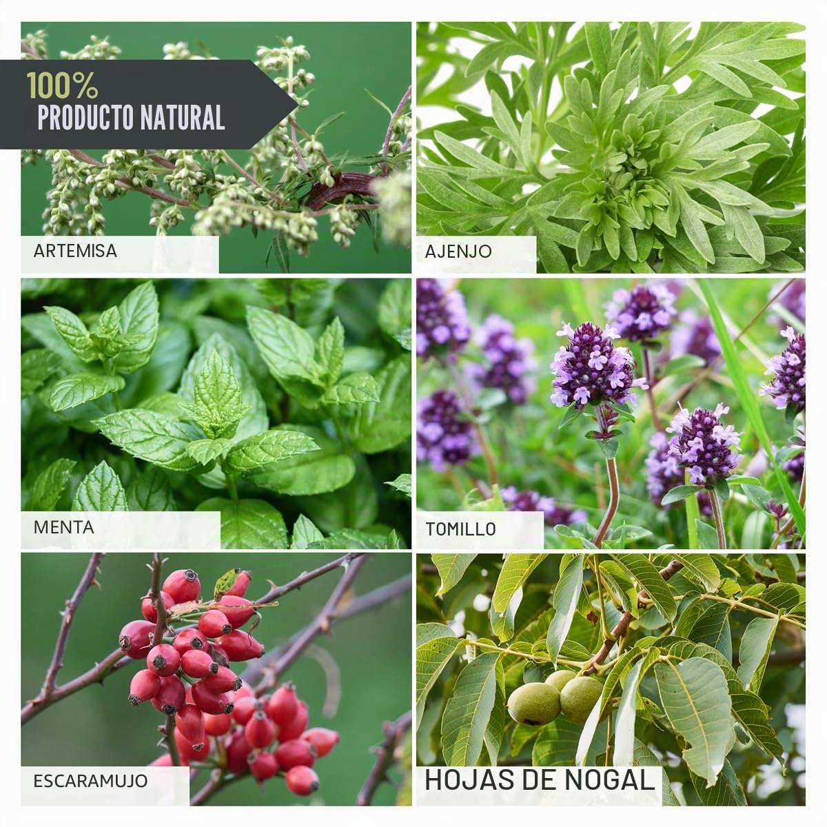 ReaVET Wurm-Kraut Líquido 100ml – para perros y gatos, con artemisa de gusano real (Artemisia Absinthium) en fórmula de plantas basada en receta, adecuado para todas las mascotas