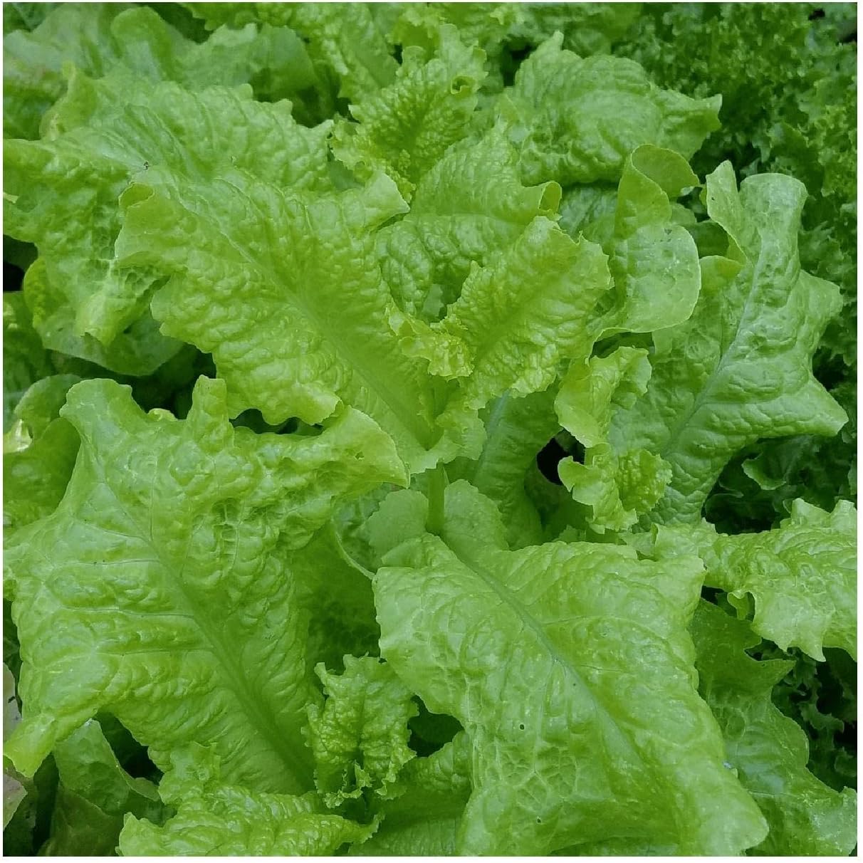 Everwilde Farms - 1/4 Lb Organic Black Seeded Simpson Leaf Lettuce Seeds - Gold Vault