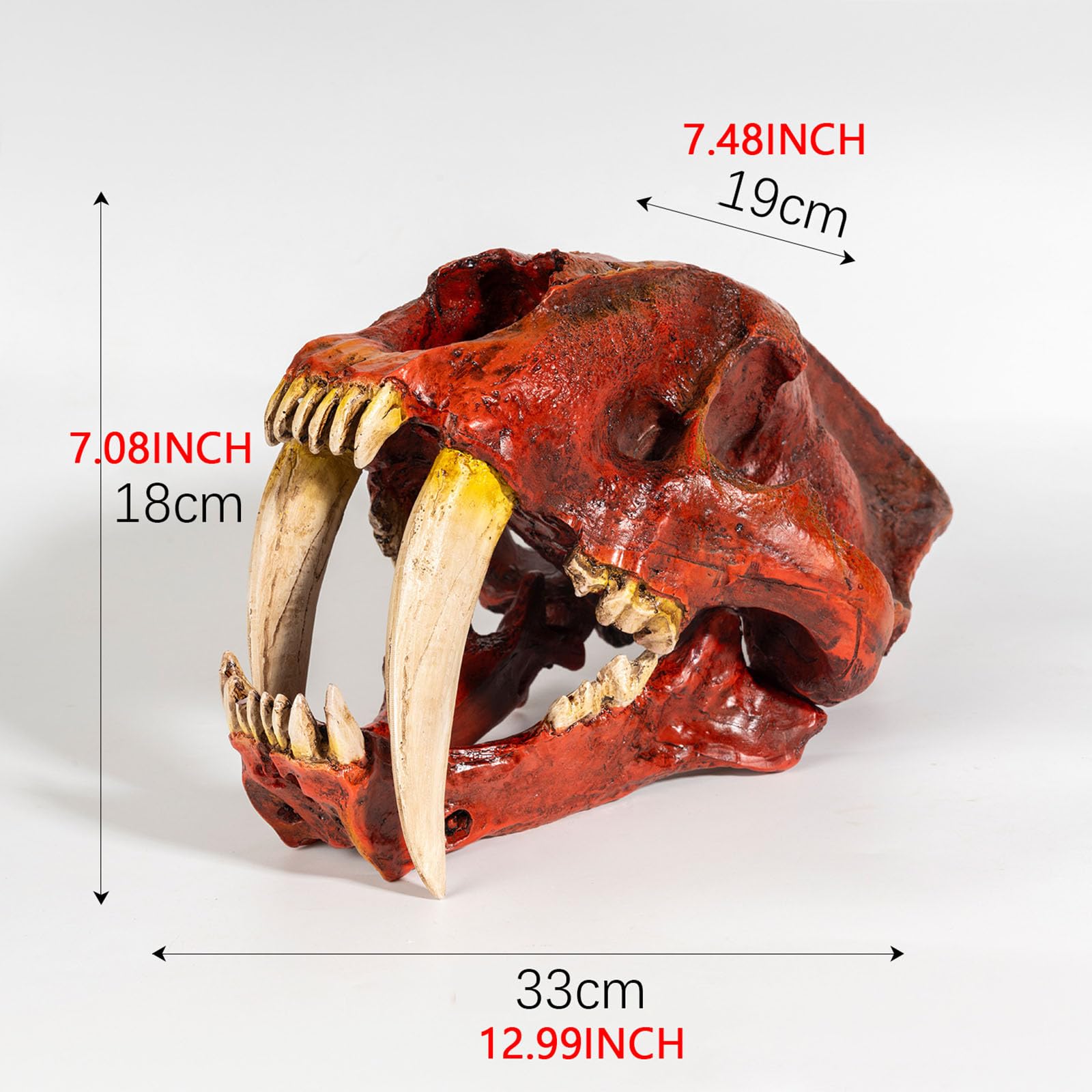 Cráneo de Tigre Réplica en Resina Estatua de Cráneo de Tigre Dientes de Sable Decoración para Fiesta de Halloween, Hogar y Oficina,Rojo,33cm
