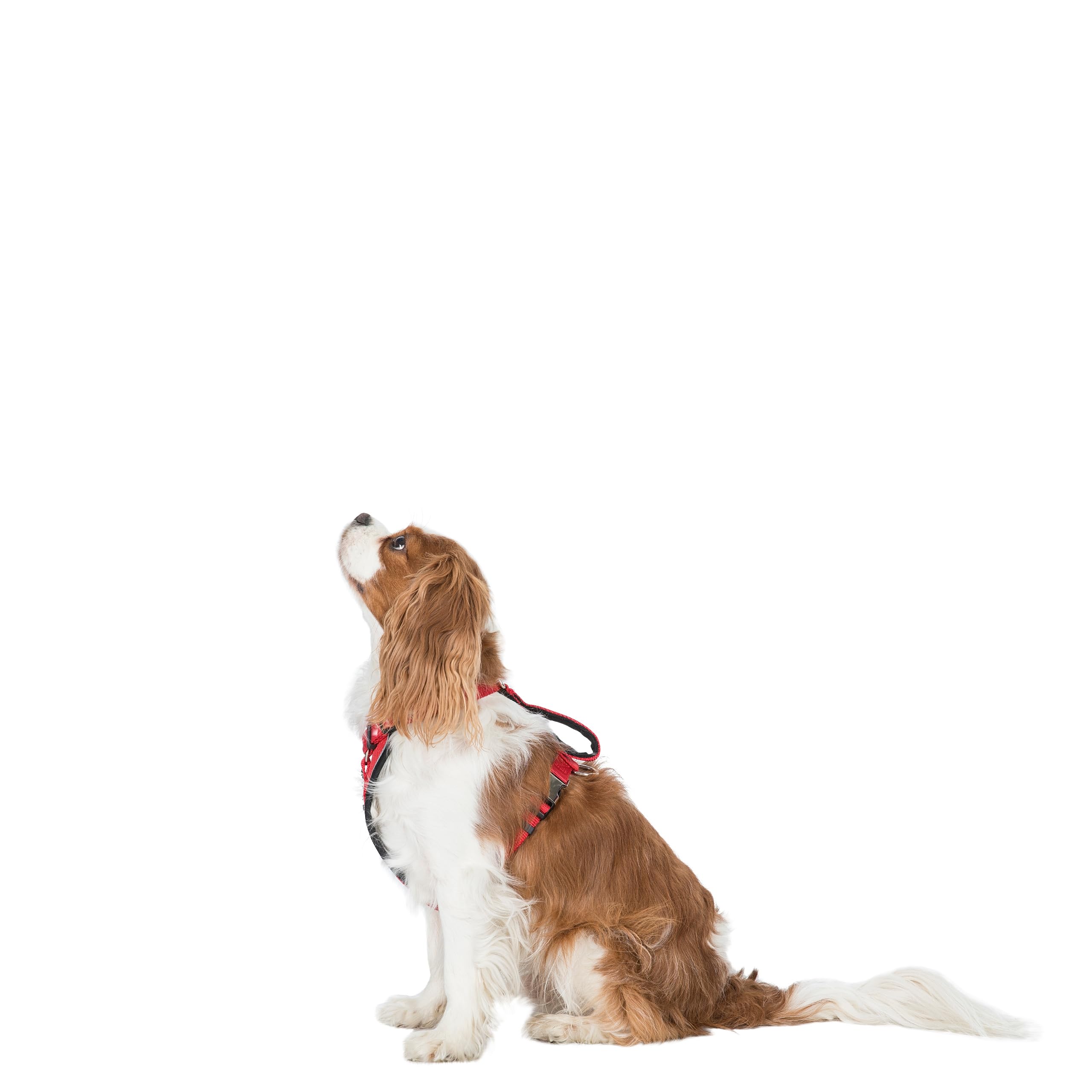 Trespaws Car Safety Dog Harness Tanked Postbox Red S/M