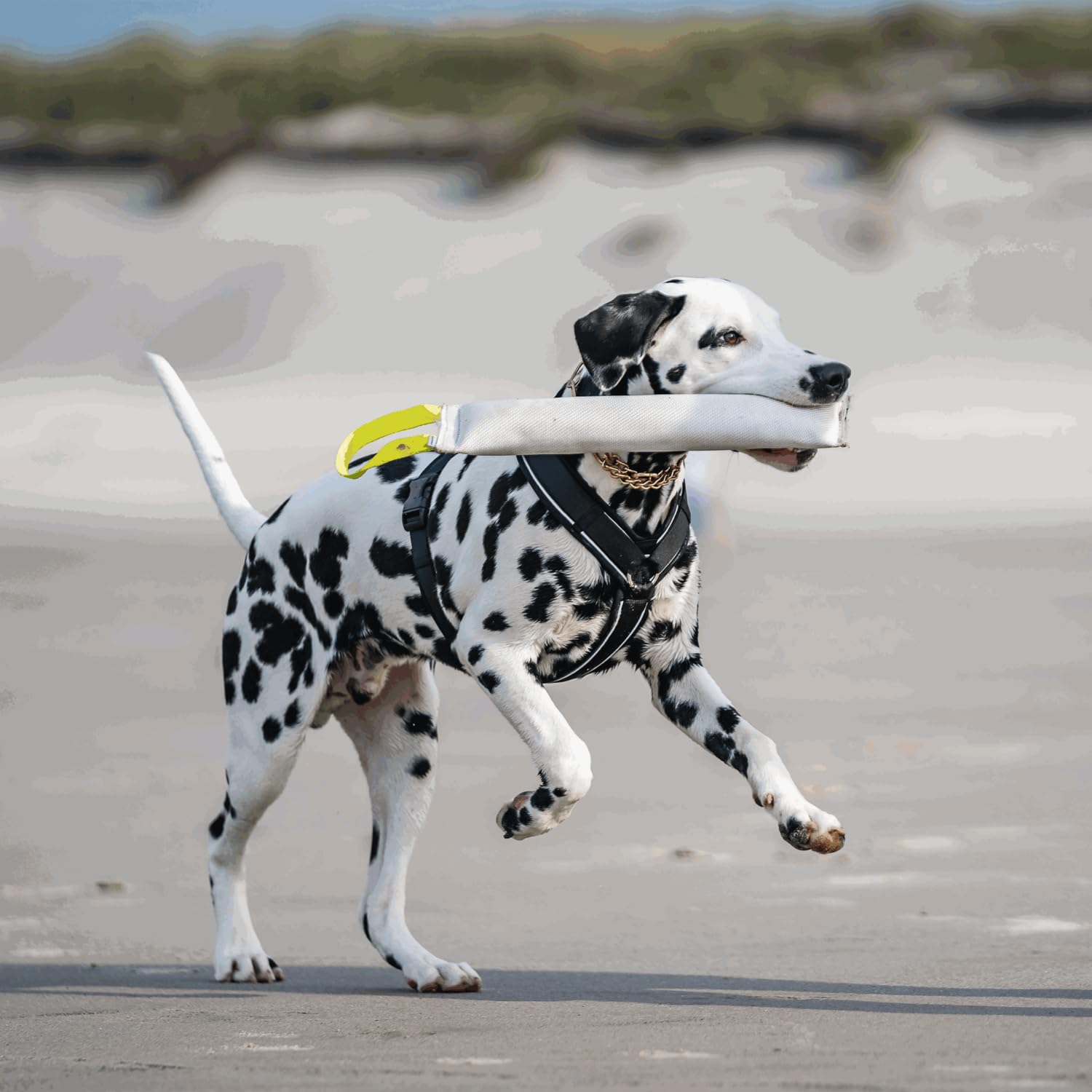 Sprenger Y-Geschirr 2.0 Hundegeschirr, Größe XL – reflektierend, Softshell-gepolstert, stufenlos verstellbar, Schwarz