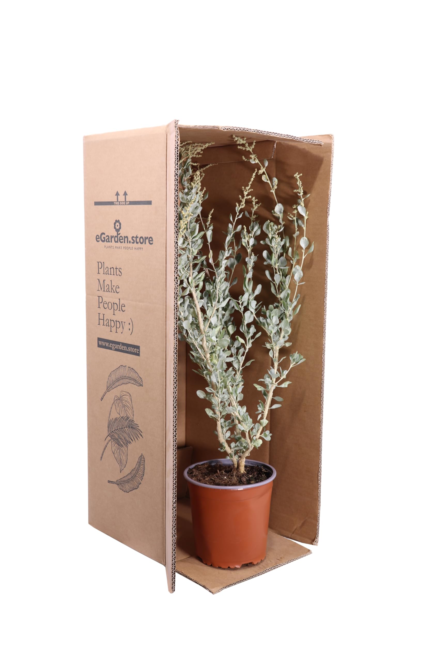 Pianta vera di Atriplex Halimus altezza 35 cm diametro vaso: 17 cm - Cespuglio dal colore argenteo resistente per la creazione di siepi o da coltivare in vaso