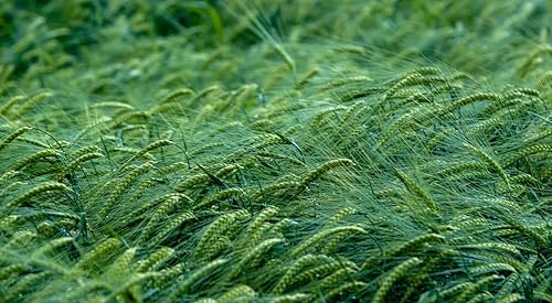 Miniatura 4 de Sabor cítrico para greenzymes de jade (155580) - Suplemento mezclado con sabor cítrico para Nikken Kenzen - Suplemento de hierba de cebada sin