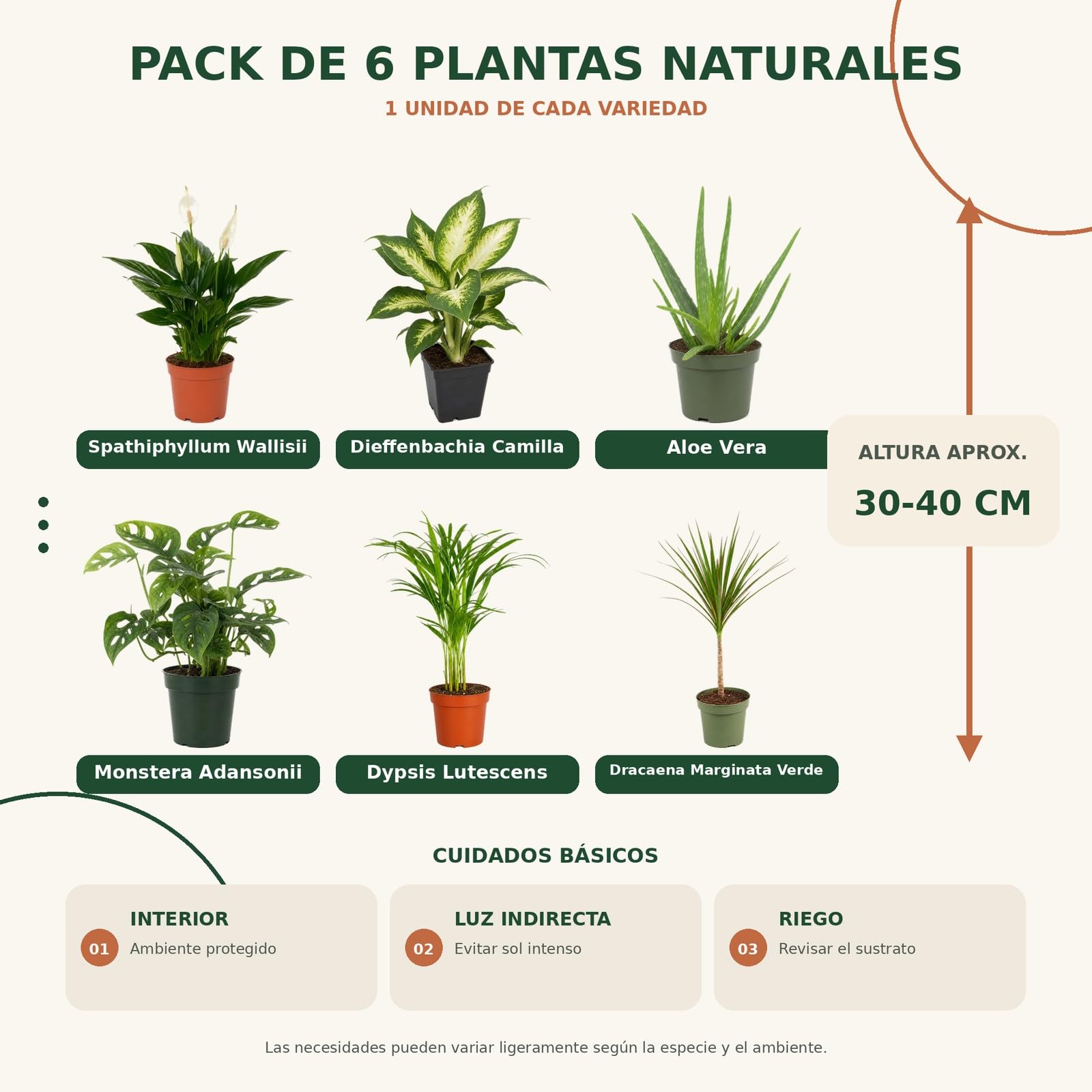 DECOALIVE Pack 6 Plantas de Interior para Oficina y Despacho