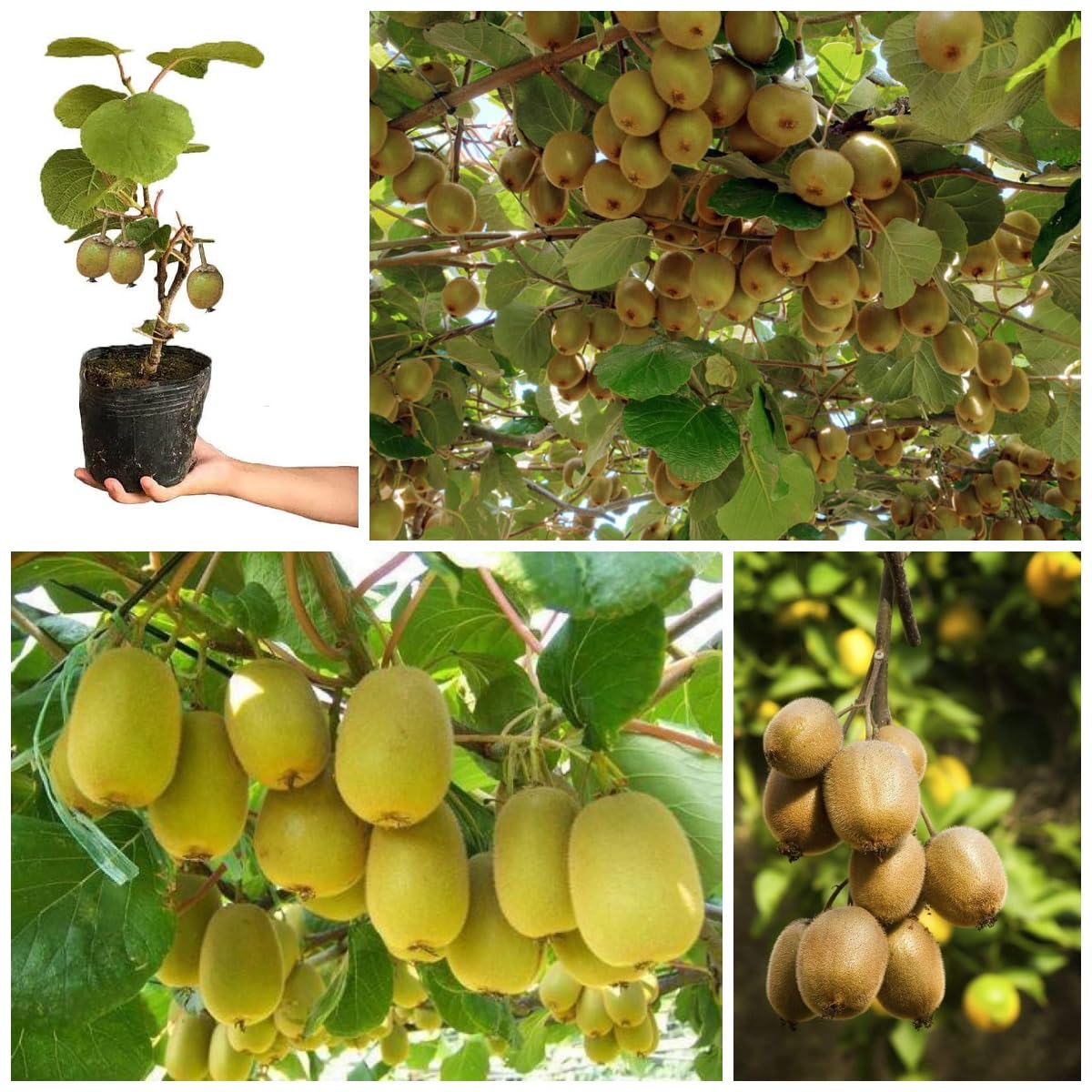 Allison Kiwi Grafted Live Fruit Plant for Home Garden|Healthy Hybrid Kiwi Sapling|Suitable for Terrace, Outdoor Gardening, CF_M41-image-19
