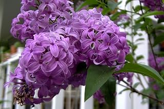 25 French/Old Fashioned Lilac Syringa Vulgaris Flower Shrub Bush Seeds Garden, Lawn, Supply, Maintenance