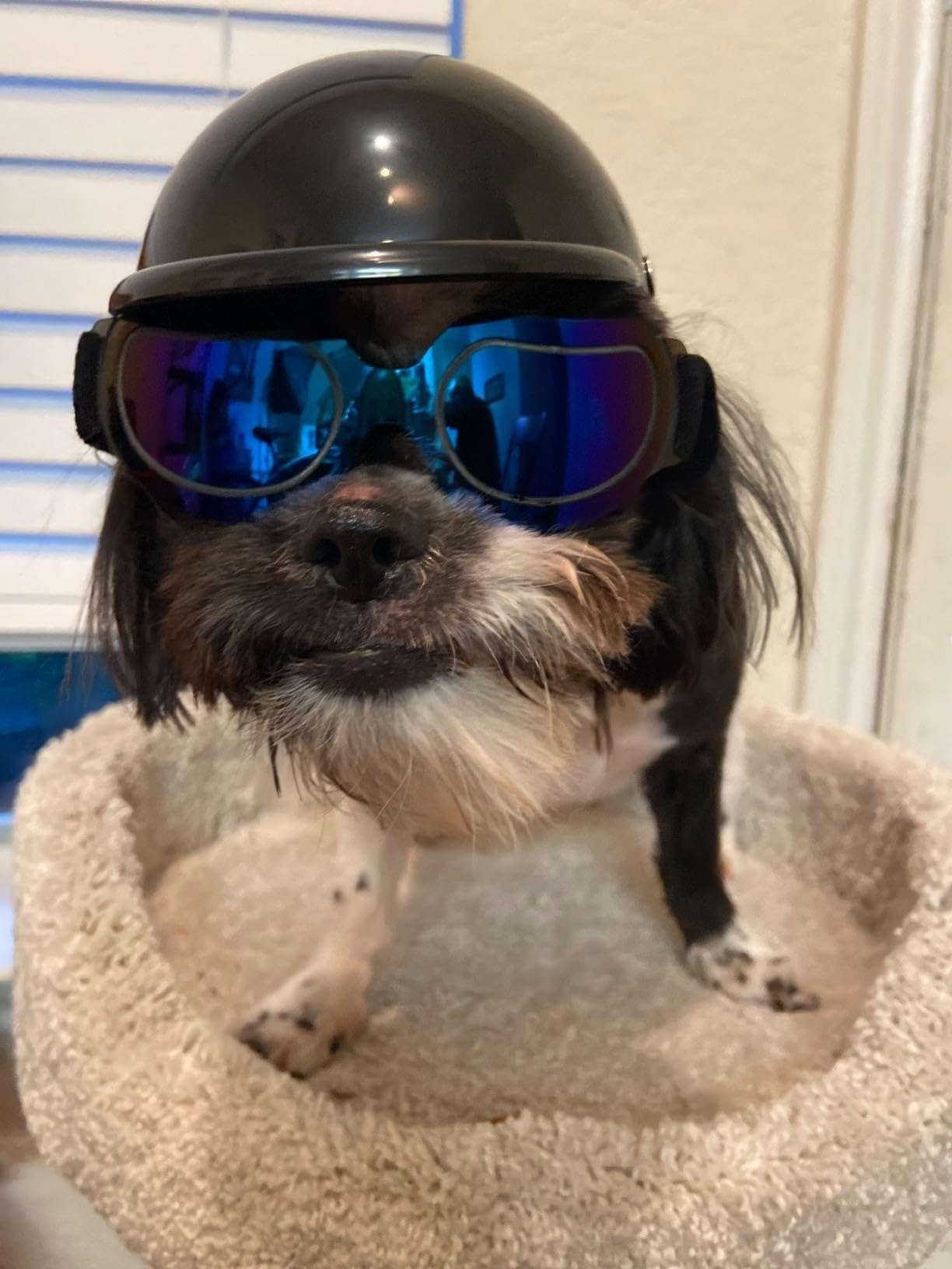 Casco per animali domestici, antivento, Occhiali anti UV per cani con per cani di taglia piccola/media (nero)