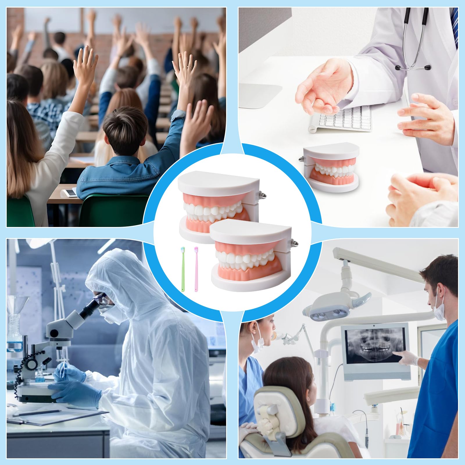Zähne Dental Demonstrationsmodell, Mit 2 Zahnbürste, Gebiss Modell Demonstration Erwachsene Kinder, Zahnmodell Standard Teaching, Anatomisches Zahnmodell Für Zahnunterricht Oder Mundpflege