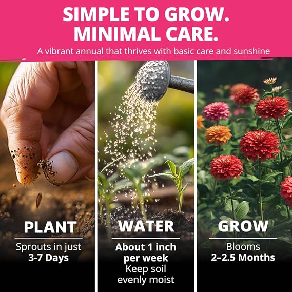 HOME GROWN Zinnia Dahlia Seeds, 524 Seeds, Zinnia elegans