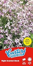 Carters Night Scented Stock Seeds Evening Fragrance Hardy Annual Flower Seeds for Gardens Containers and Borders Easy to Grow Summer Blooms