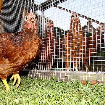 Stainless Steel Welded Wire Mesh 304, 1/2 inch Square Hardware Cloth, Hardware Cloth Wire Mesh, Garden Fence for Chicken Coop Pen Vegetables Garden Animal Control(1.2mX15m(47.2inX49.2ft))