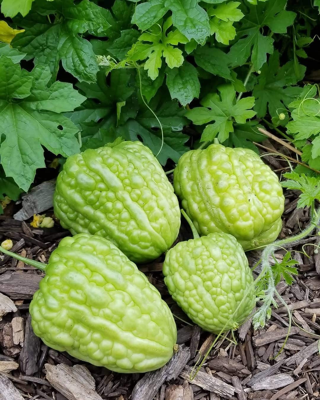 GenericEVOY Asmita, hybrid Bitter gourd seed 1000 SEEDS V3