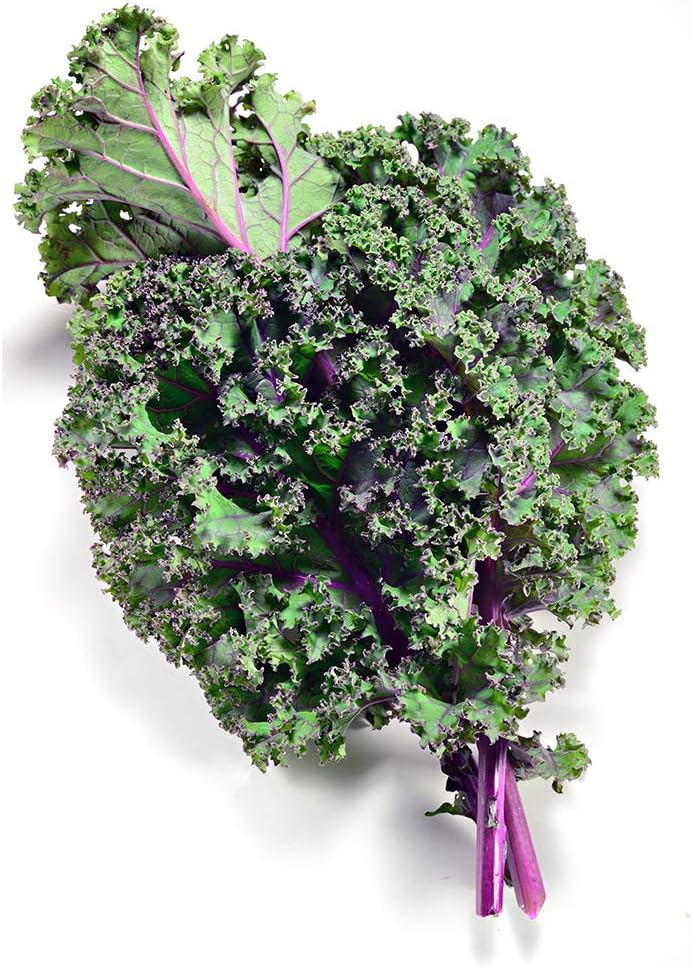 Red Russian Kale Seeds - 100 seeds,, open pollinated