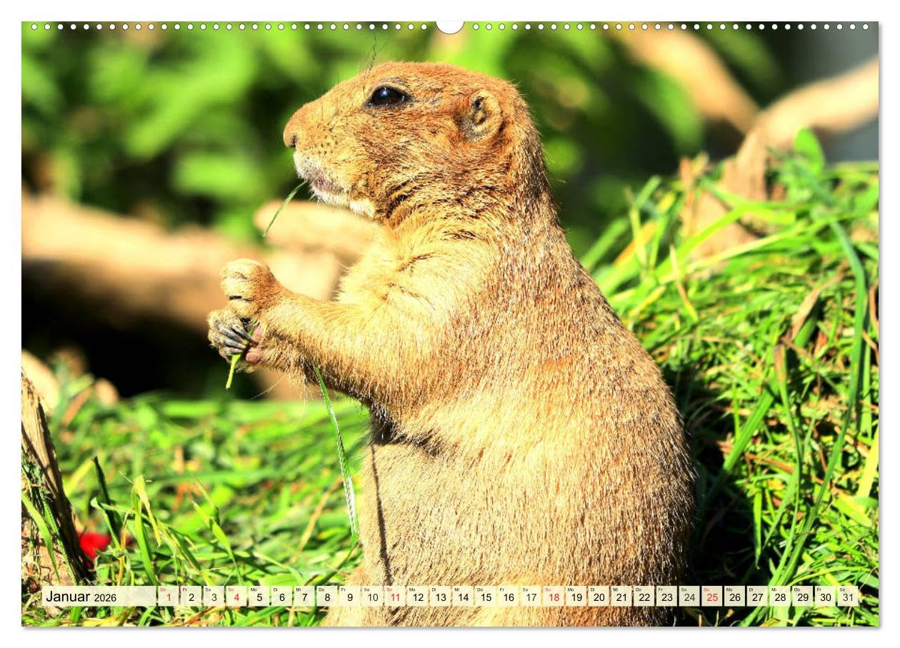 Nagetiere. Hamster, Kaninchen und Co. (Wandkalender 2026 DIN A2 quer), CALVENDO Monatskalender: Hübsche Exemplare aus der großen Familie der Nagetiere (CALVENDO Tiere)