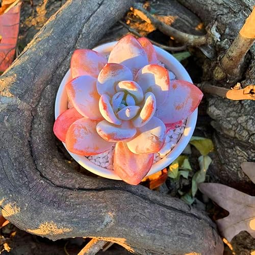 Miniatura 5 de FWPP Plantas suculentas vivas Echeveria Laui de 2.5 pulgadas, suculentas rojas raras con raíz desnuda sin tierra de maceta, plantas vivas para