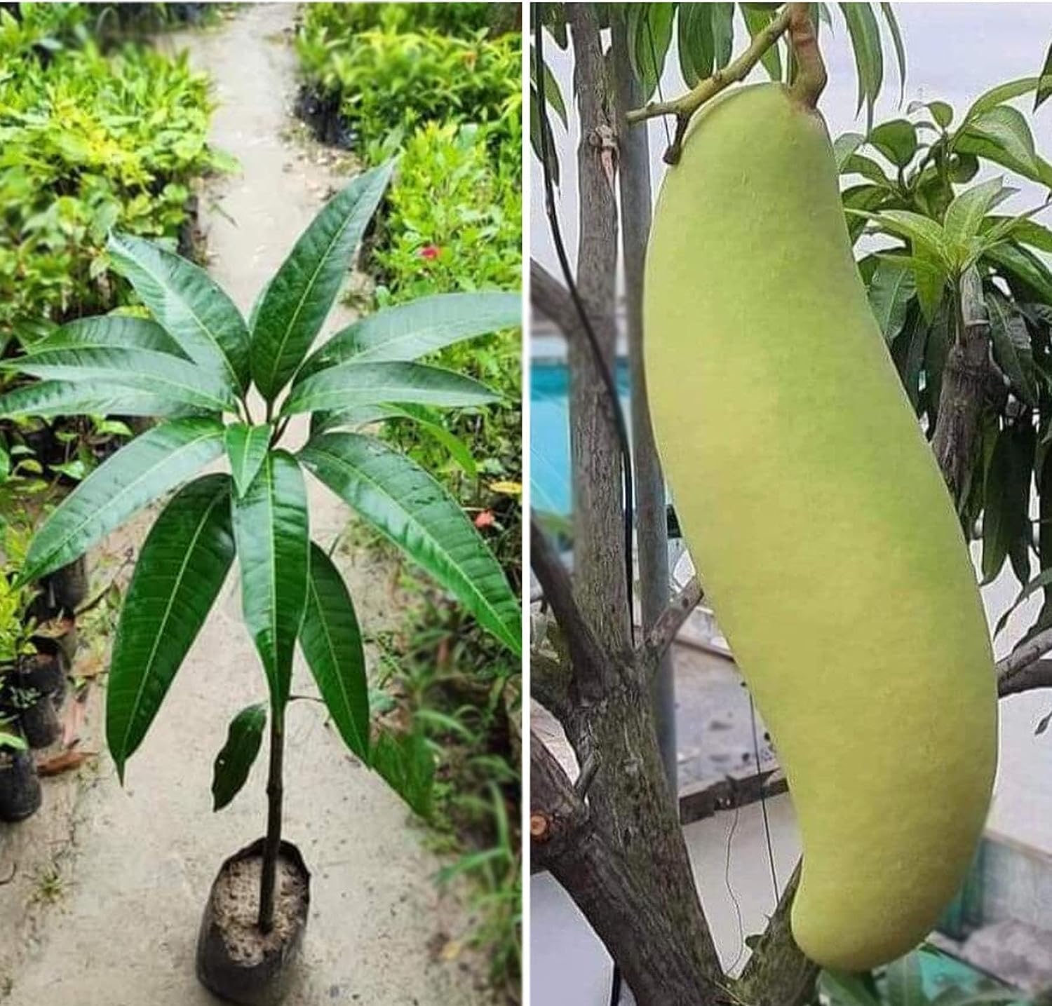 1 HYBRID GRAFTING SWEET BANANA MANGO FRUIT PLANT OUTDOOR GARDEN LIVE ORGANIC FRUIT PODA (B0D2WHPNZW) Amazon Price History, Amazon Price Tracker