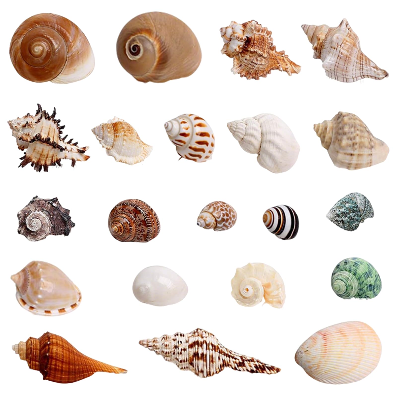 21 Pièces Conchiglie di Mare Naturali, Set di Conchiglie dis Mare, Decorazioni Acquario Conchiglio Miste da Spiaggia, 3-9 CM Acquario Piccolo Conchiglia Per Shell Decorazione Acquarios