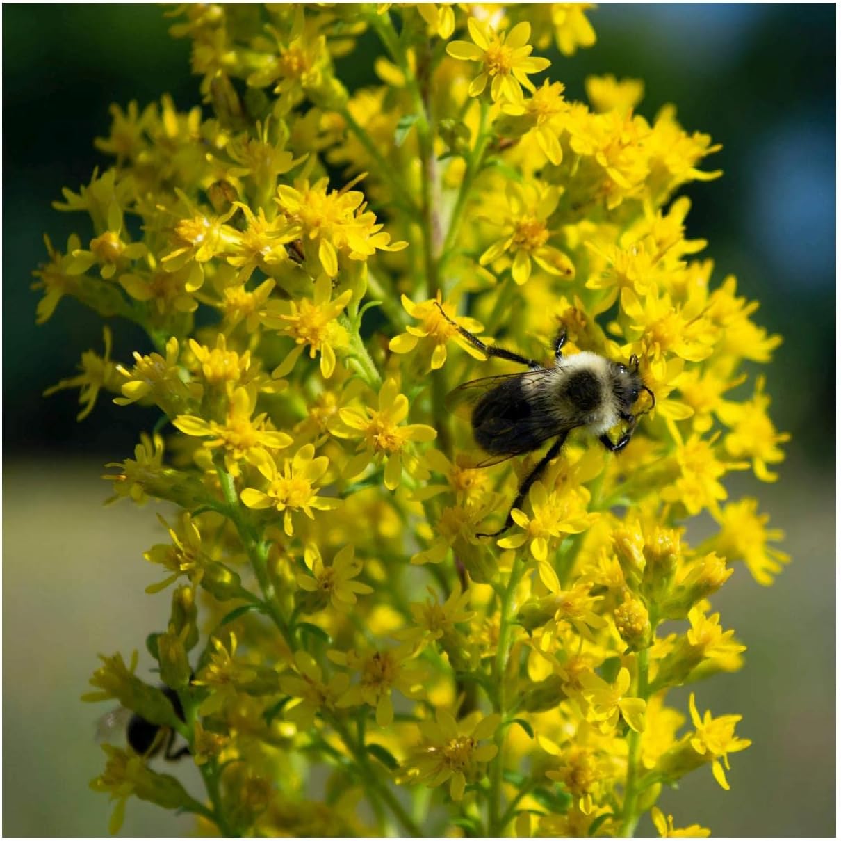 Everwilde Farms - 1/4 Lb Showy Goldenrod Native Wildflower Seeds - Gold Vault