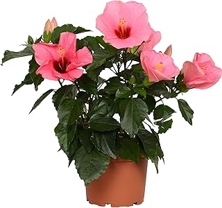 Árbol Conocido como Rosa China - Hibiscus NATURAL de Color Rosa