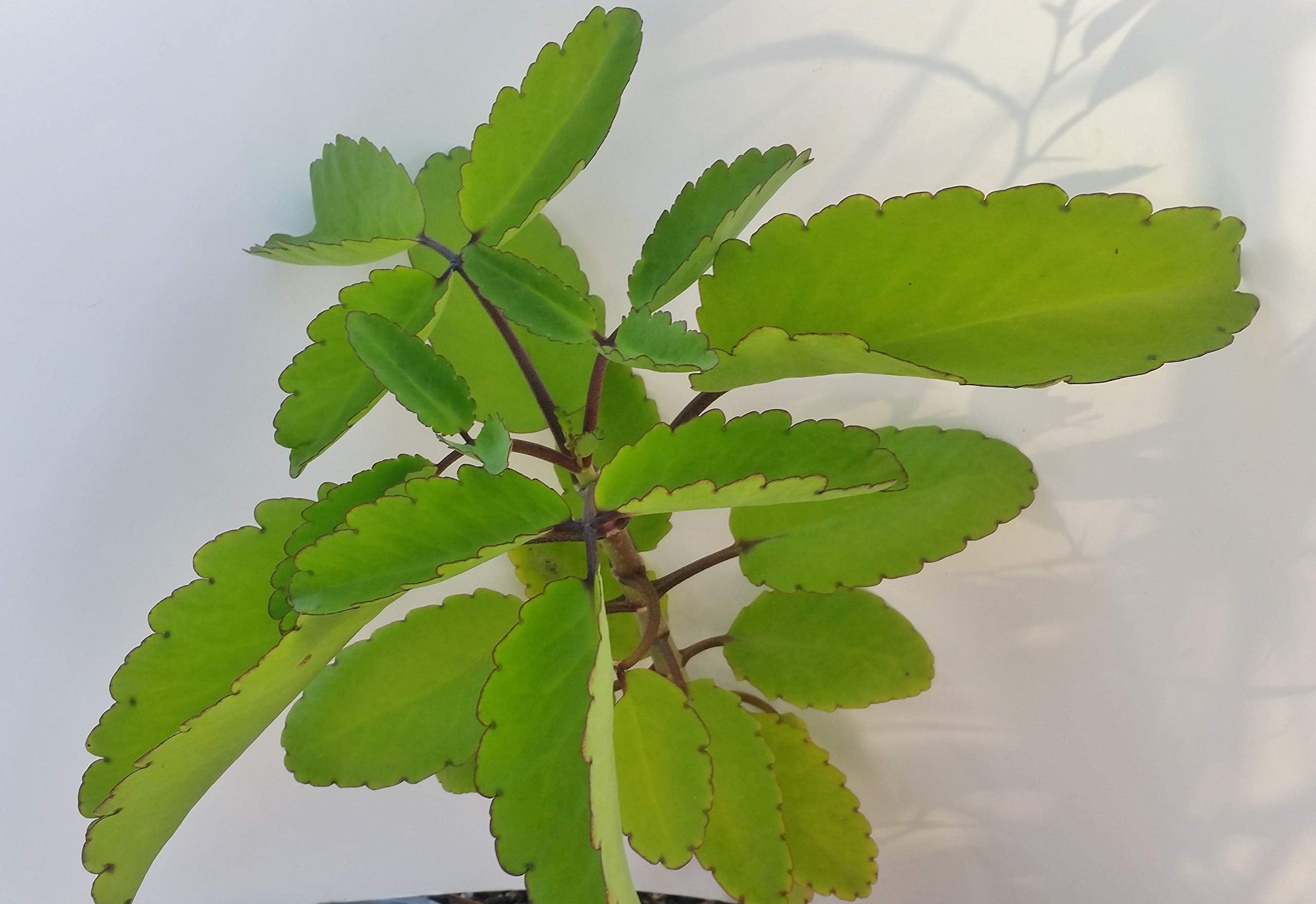 Kalanchoe pinnata Miracle Leaf ‘Magic Bells’ 1 Starter Plant 18 inches Tall from AmazingFLGarden