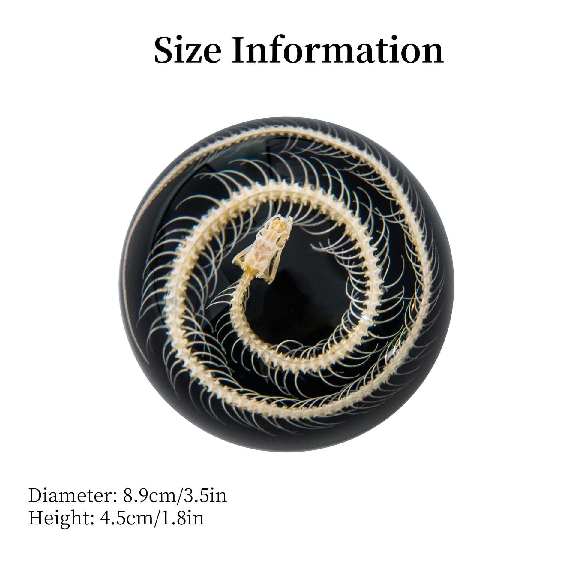 Taxidermy Snake Bones, Real Snakes Animal Specimens in Resin for Classroom Science Education, Decoration for Home, Snake Specimen Paperweights Collectibles Study (Snake, 3.5x1.8 inch)