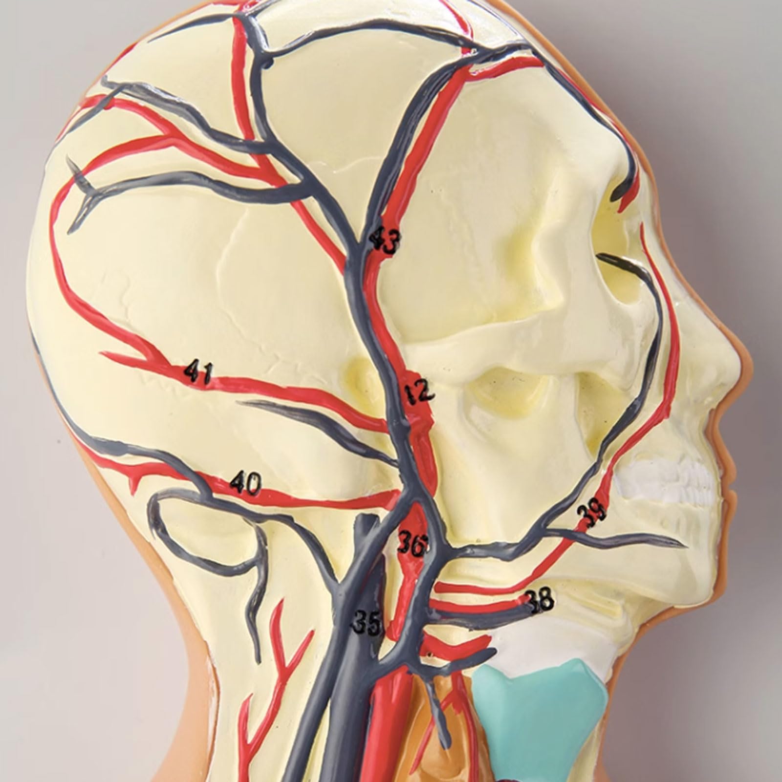 Model krążenia krwi człowieka trzewny serce narząd anatomia krwi model szpital szkoła pomoce dydaktyczne do medycznej edukacyjnej pomocy szkoleniowej model szkieletu model
