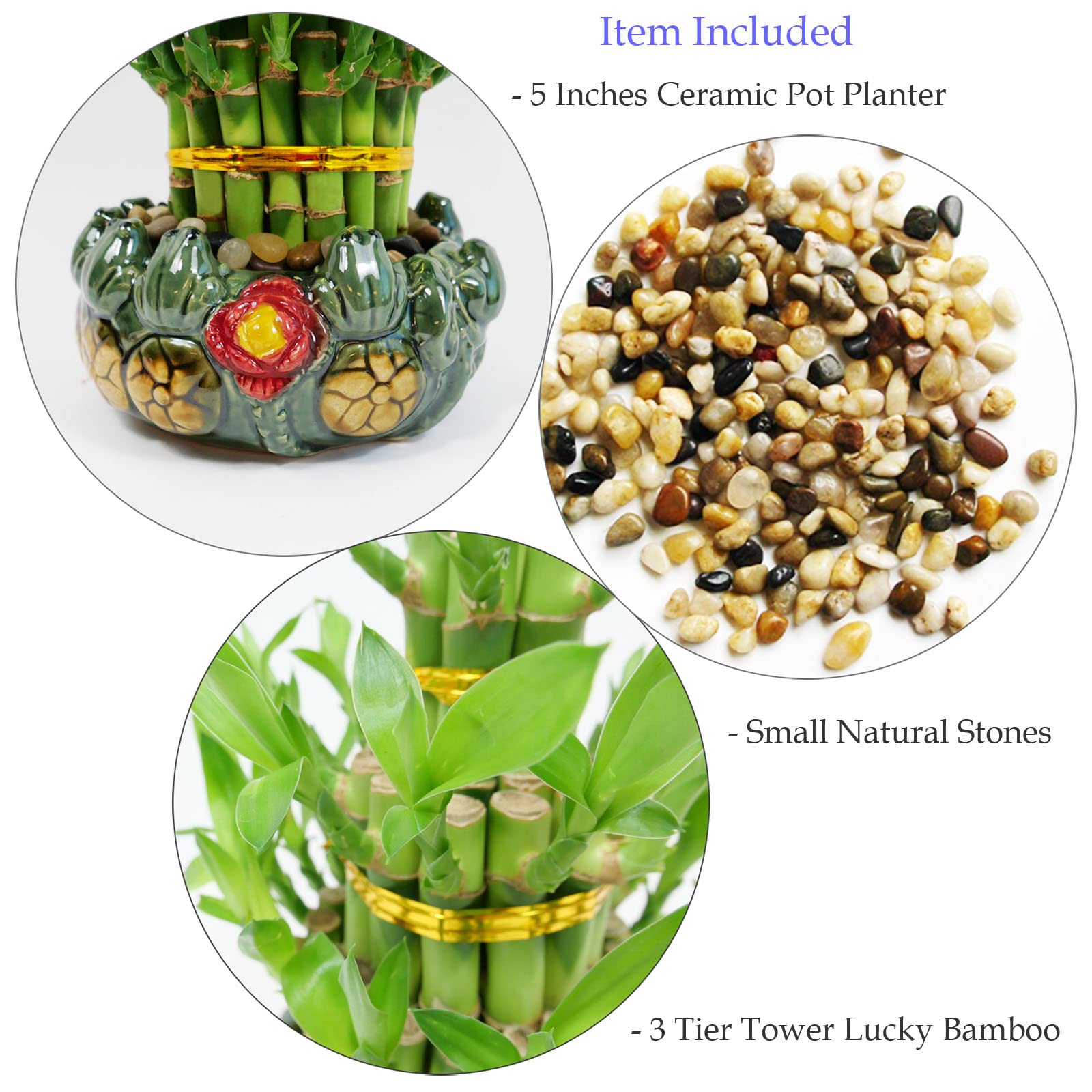 Athena’s Garden Lucky Bamboo Indoor Live Plant 3 Tier Tower Fresh Plant in Ceramic Planter (Flower Frog)