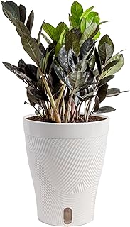 Costa Farms Raven ZZ Live Plant in Self Watering Pot, Easy to Maintain, ...