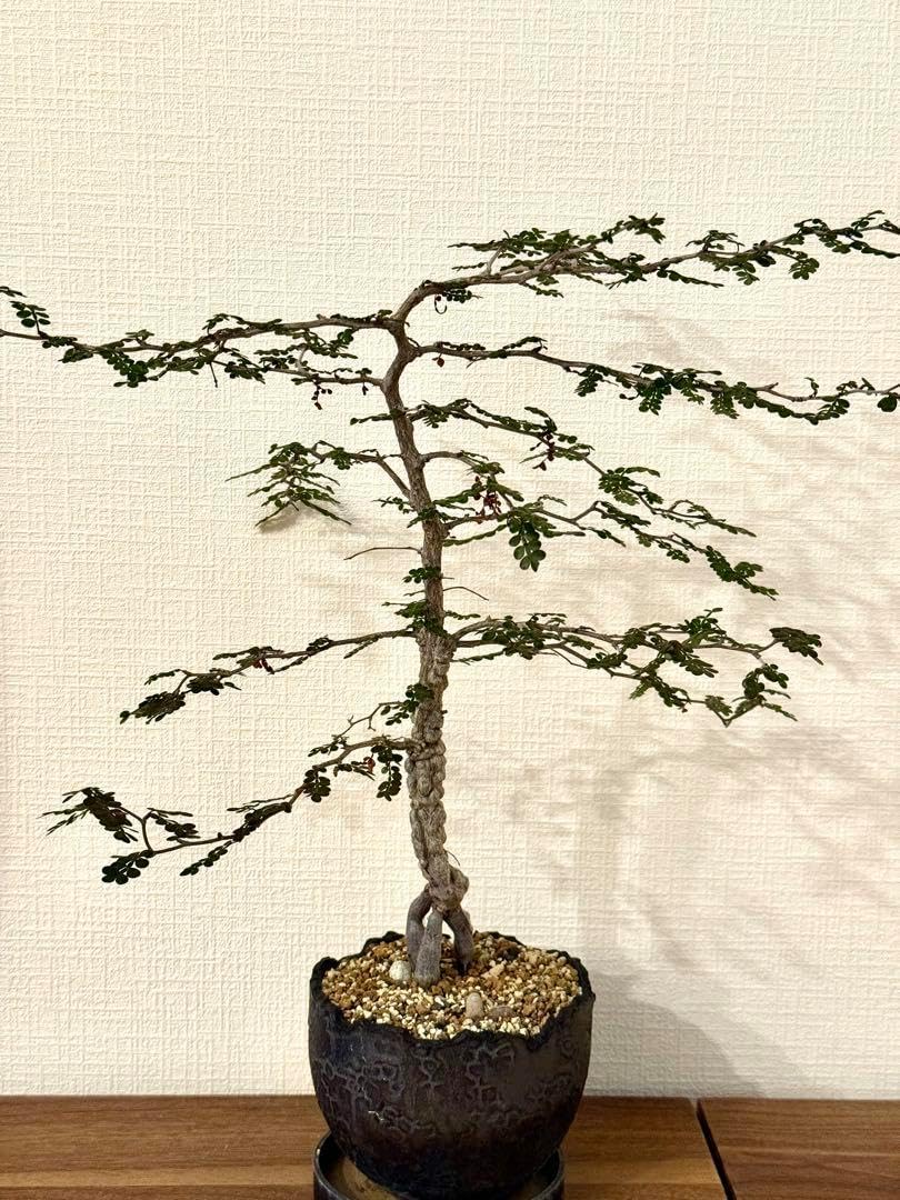 オペルクリカリア パキプス 実生8年 スパイシージェム spicy gem