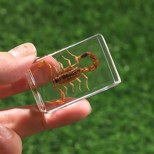 Miniatura 7 de Colección de 12 piezas de insectos en resina, juego educativo de especímenes de insectos para niños, perfecto para preescolar, ciencia de aula y
